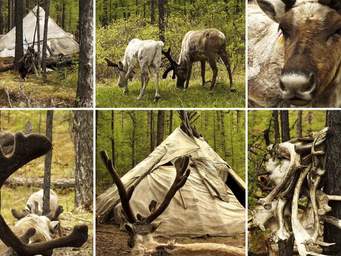 Reindeer Population In Mongolia Reaches 2,396