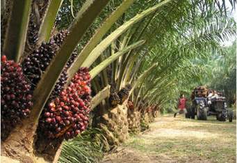Malaysia’s Palm Oil Stocks Up 1.3 Percent In Feb