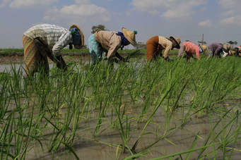 Myanmar Returns Confiscated Farmlands To Farmers In South-western Region