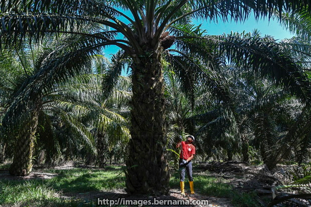 Positive impact on palm oil prices from implementation of B10 programme