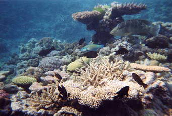 Number Of New Corals On Great Barrier Reef Plummets