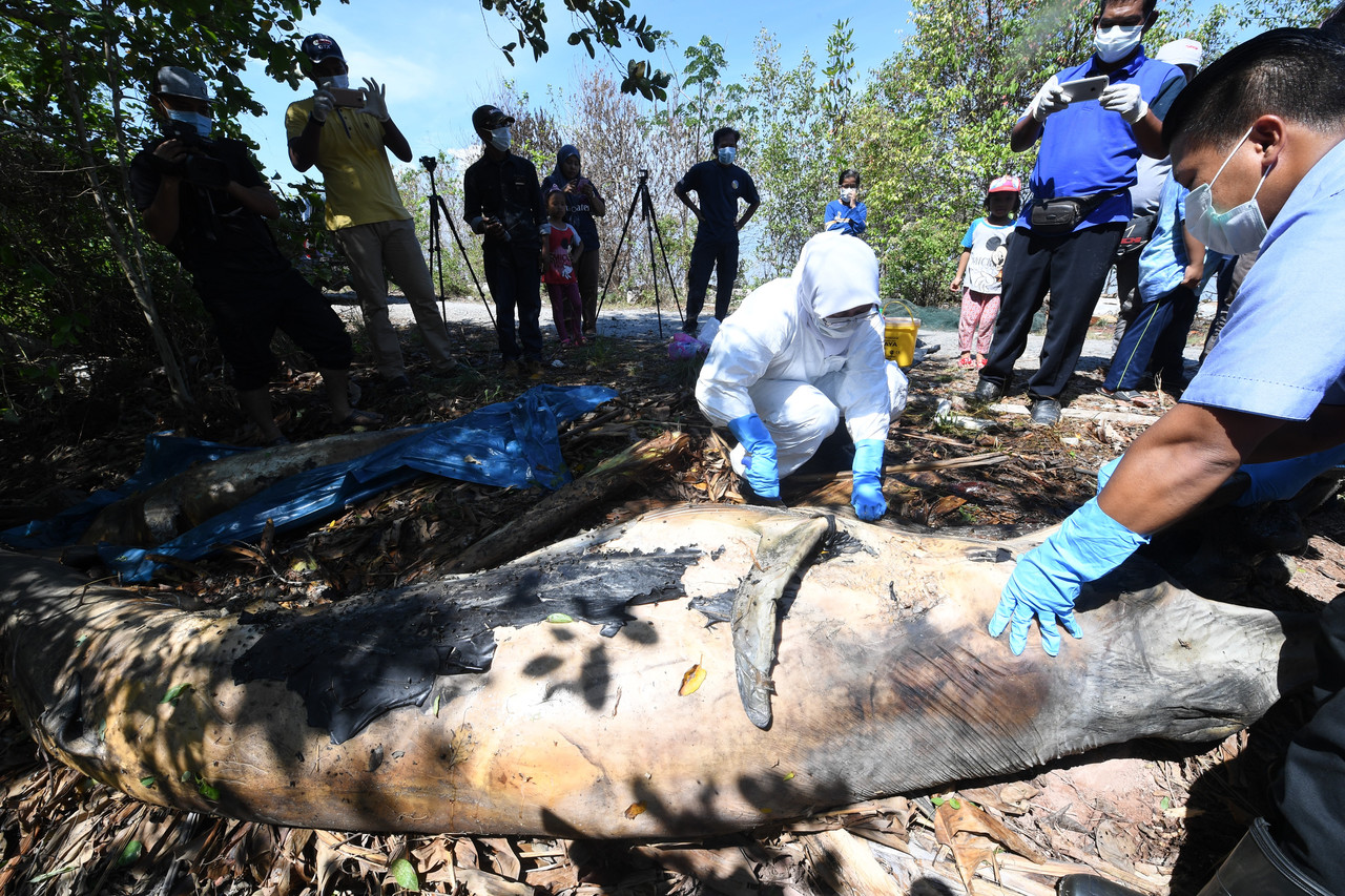 Dolphin-like sea creature found dead in Labuan, cause unknown