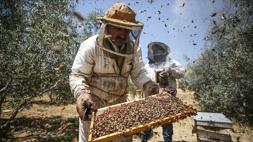 FOA Wants To Export Stingless Bee Honey To Middle East