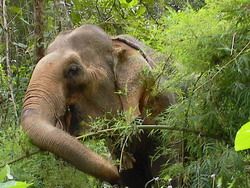 Suspect who killed elephant will be charged under Firearms Act