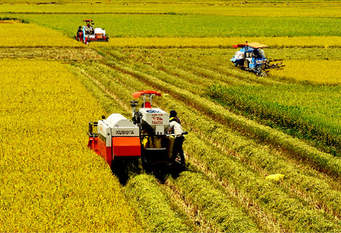 Vietnam’s Mekong Delta Opts For Smart Rice Farming