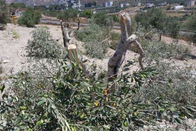 Israeli Forces Demolish Palestinian’s Structure, Uproot Olive Trees