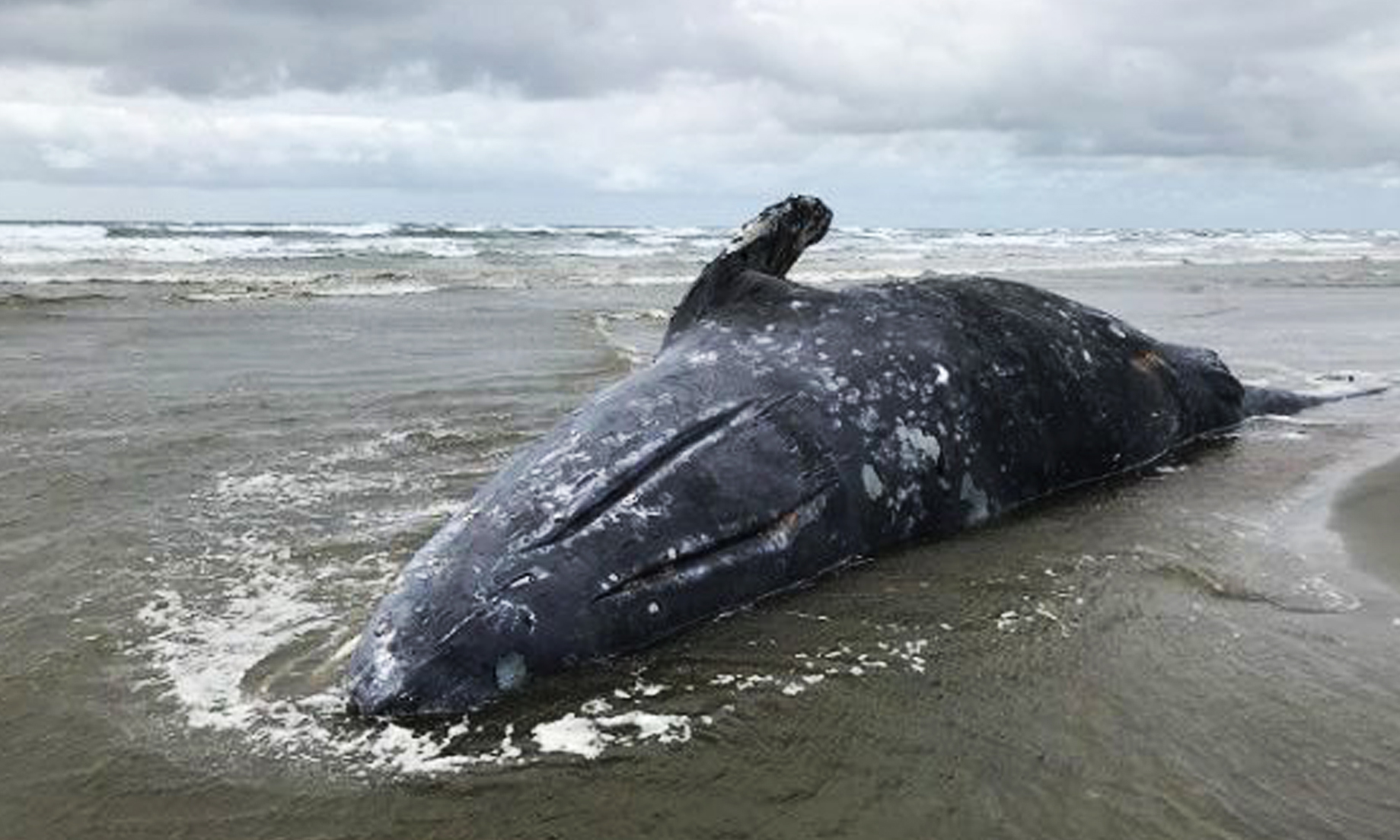 Global Warming Effects on Ocean Life Kill 70 Grey Whales – Nam News Network  (NNN)