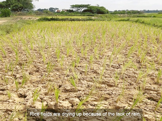 Low Rainfall, High Temperatures Destroying Crops In Laos