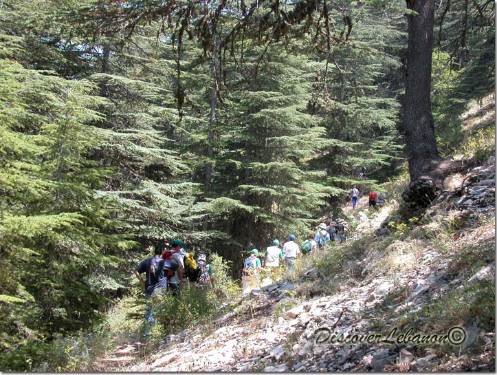 Lebanon’s Cedar Forest Receives 4,000 Visitors In Two Days