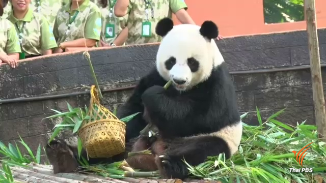 Beloved Giant Panda Chuang Chuang Dies At Thailand’s Chiang Mai Zoo