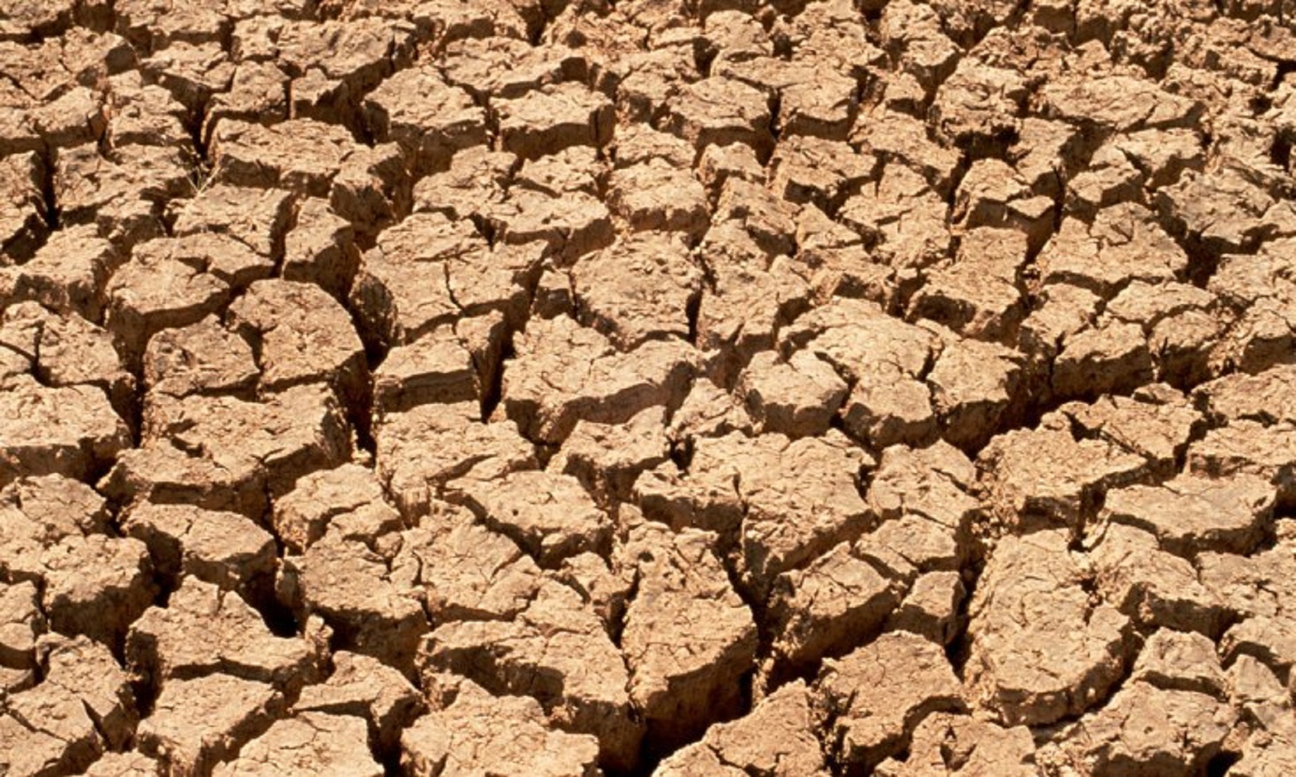 Namibia: Over 30,000 drought-related cattle deaths recorded in seven months