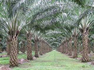 Strong Chinese, Indian Demand To Hold Up Global Palm Oil Prices: Analysis