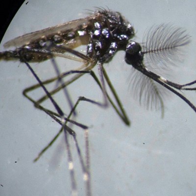 158 Suspected Dengue Cases Recorded In Yemen’s Marib In Two Weeks