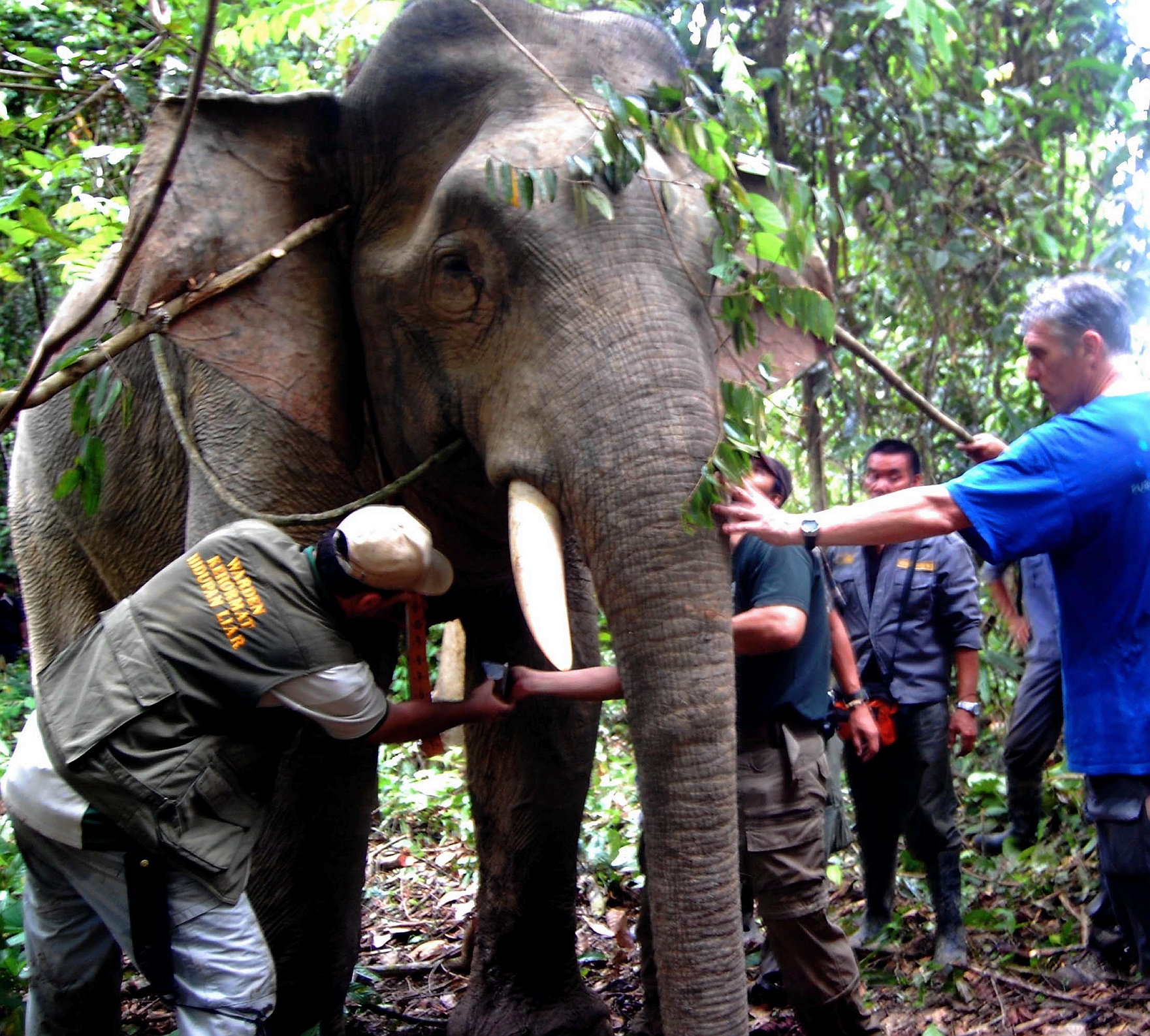 Putting an end to man-elephant conflicts in Sabah