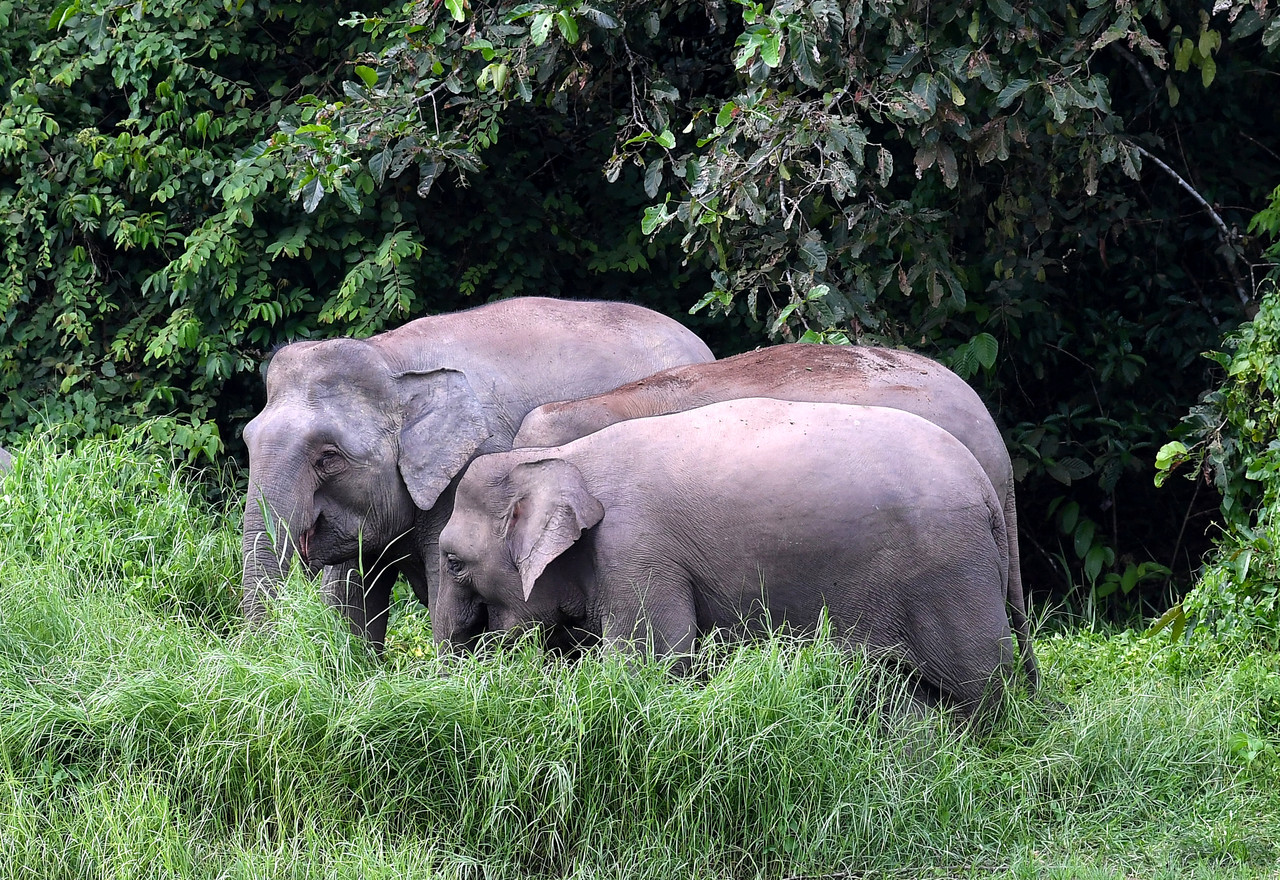Death of 50-60 elephants in Sabah last 10 years due to poisoning – Wildlife Dept