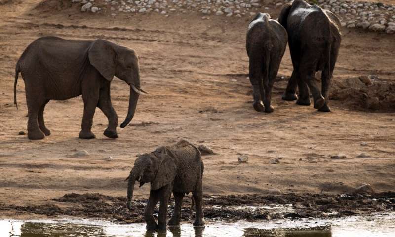 115 Elephants Die In Zimbabwe’s Largest Game Park Due To Drought