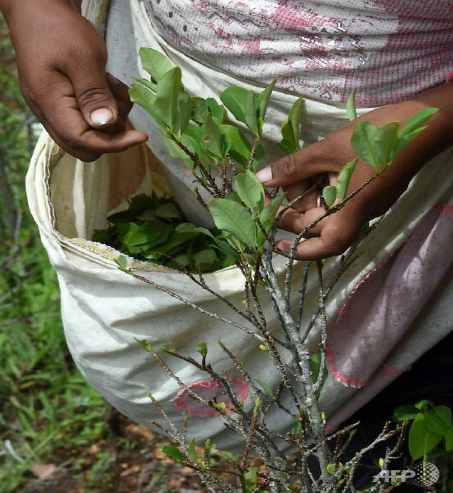 ‘There’ll be war’ if Bolivia cuts coca growing, farmers warn