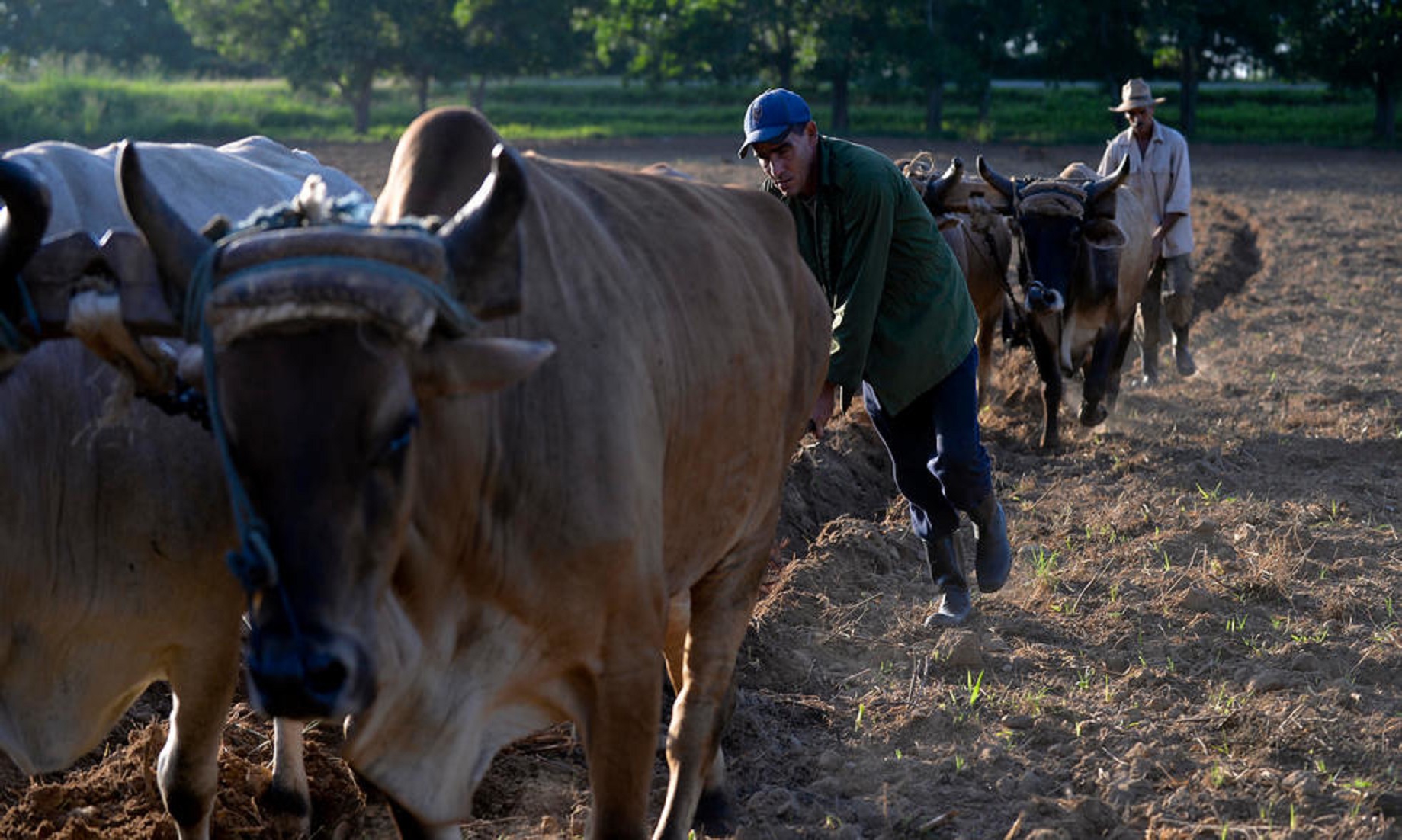 US blockade: Oxen and horses put back to work in Cuba