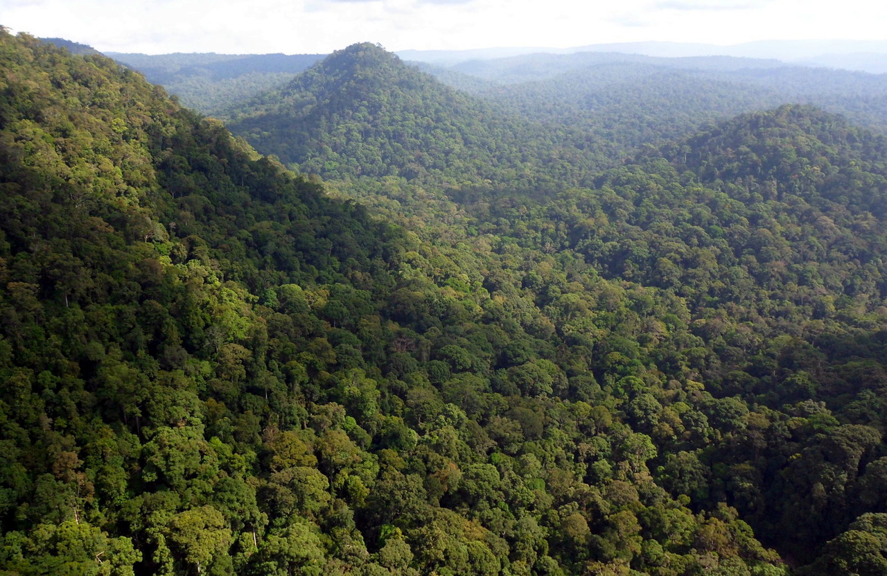 Land at Sg Tabin Segama to be converted into wildlife corridor, conservation area