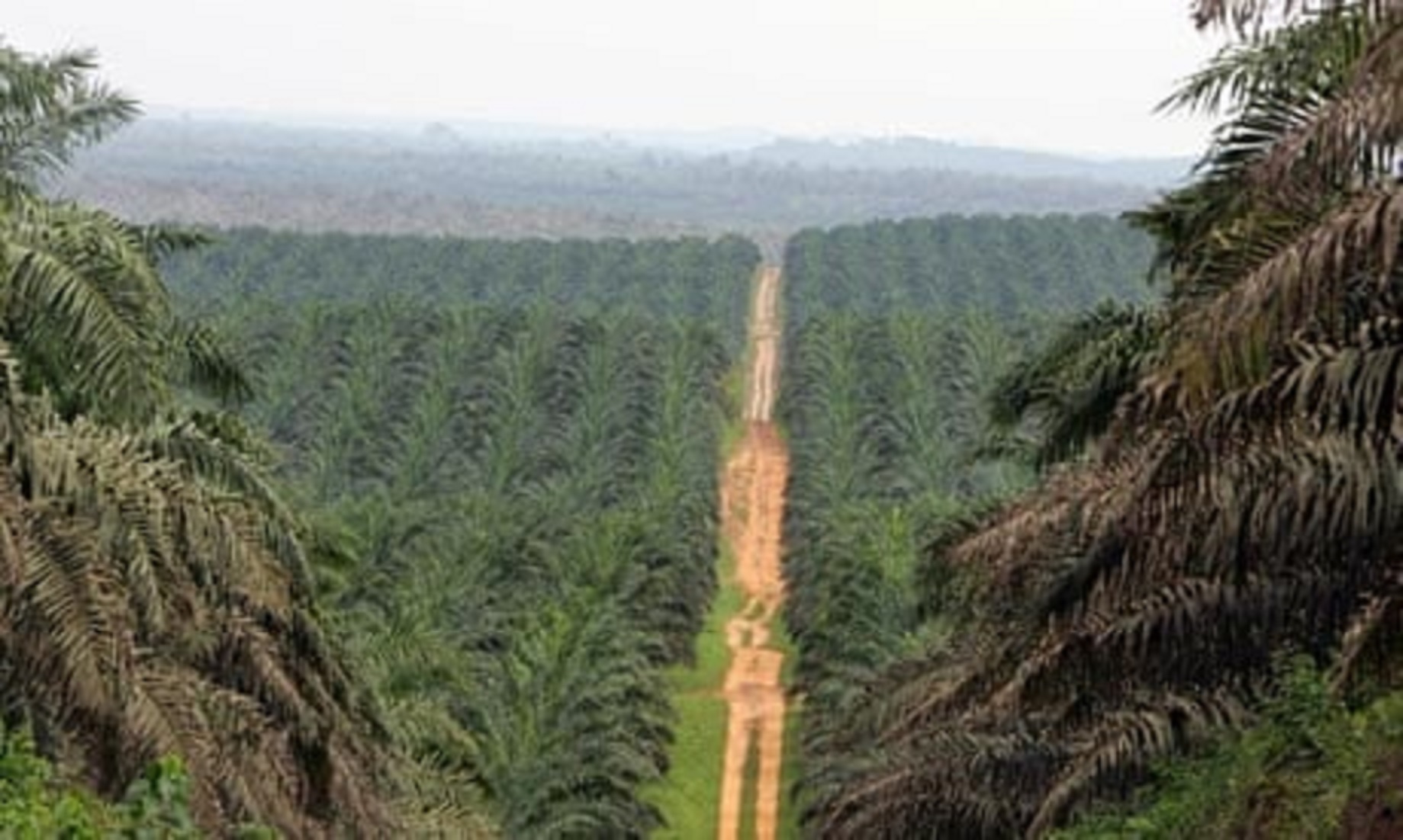 World’s Top Palm Oil Producers Accuse EU Of Trying To Increase Barrier In Commodity Trade