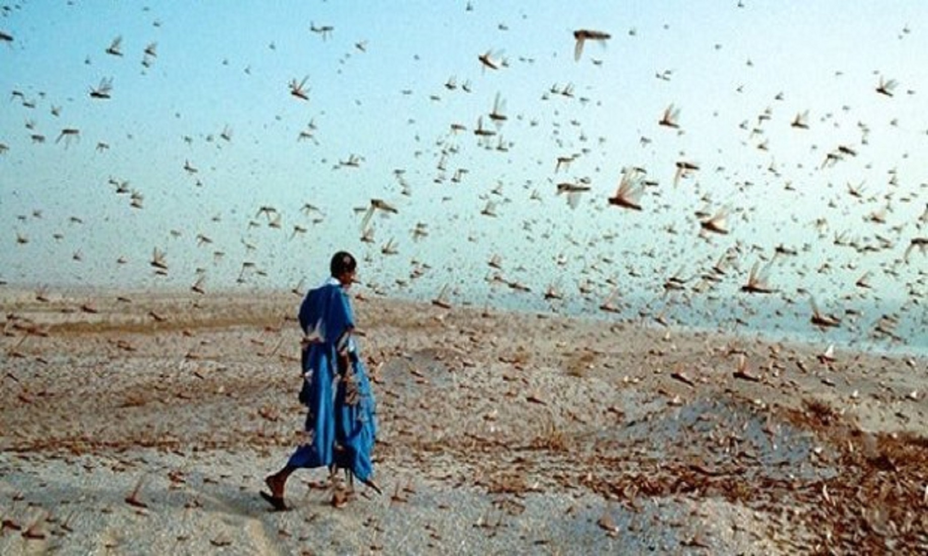 UN Chief Calls For Intensified Efforts To Deal With Locust Outbreak