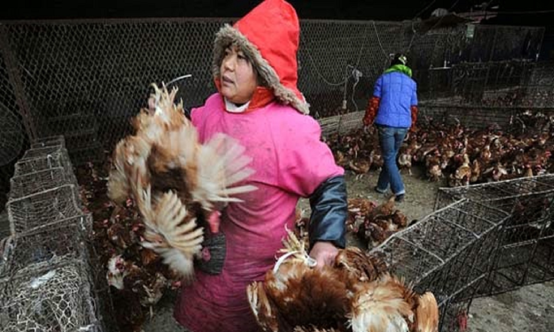 Vietnam Culls Hundreds Of Thousands Of Poultry Amid Bird Flu Spread