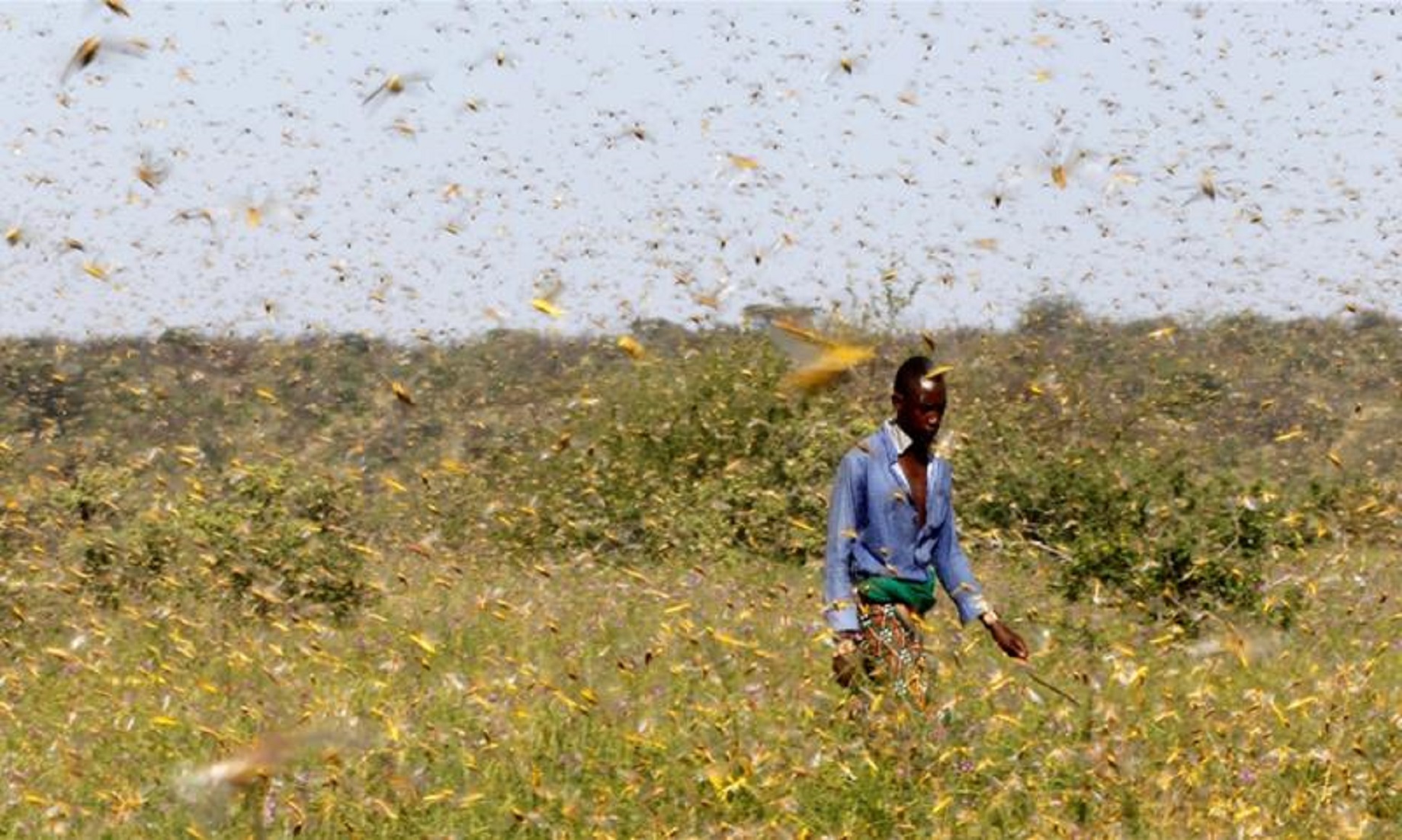 Covid-19: East Africa locust swarms gather as coronavirus curbs delay pesticides – UN