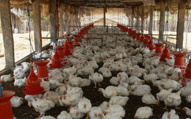 Authorities In India’s Kerala Sound Alert, As Bird-Flu Hits Poultry Farms