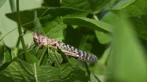 New locust swarms invade farms in Kenya