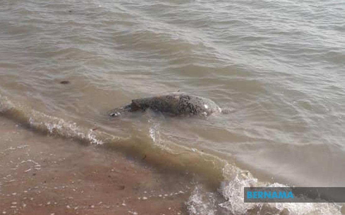 100kg green sea turtle found dead on Teluk Kemang Beach