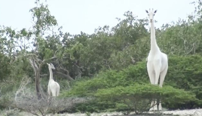 Kenya: Rare white giraffes killed by poachers, one left remaining – conservationists