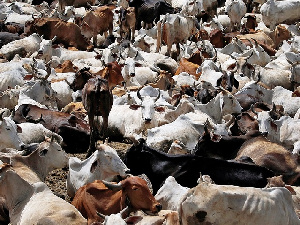 Chad repays US$100m Angola debt with 75,000 cows