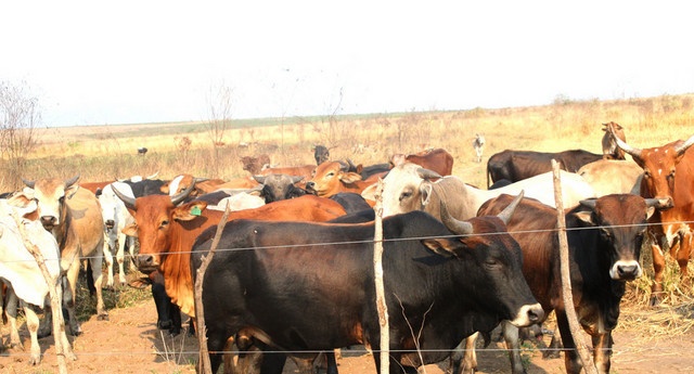 Angola: Third batch of Chad cattle arrives