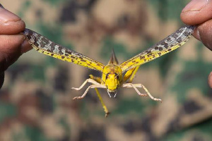 New swarm of locusts invades eastern Uganda