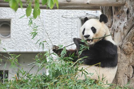 Japan’s Kobe City To Return Giant Panda To China As Lease Expires