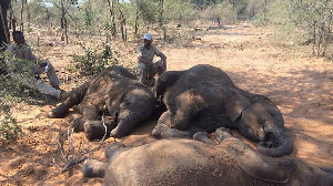 Botswana probes death of 56 elephants