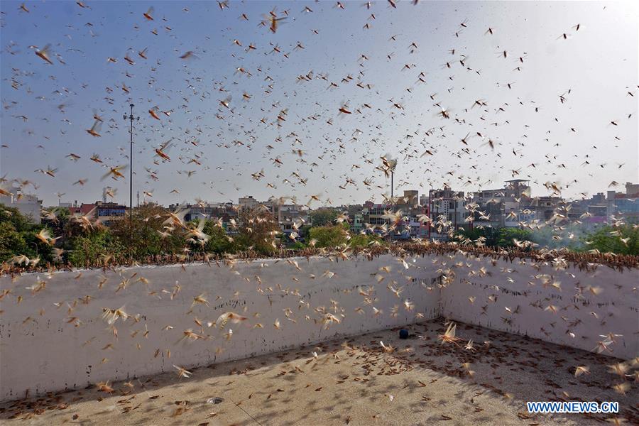 Indian capital braces for attack amid locust outbreak