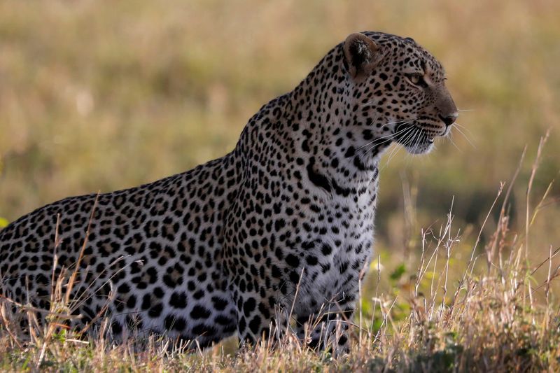 South Africa ‘virtual safaris’ liven up lockdown with jackals and leopard cubs