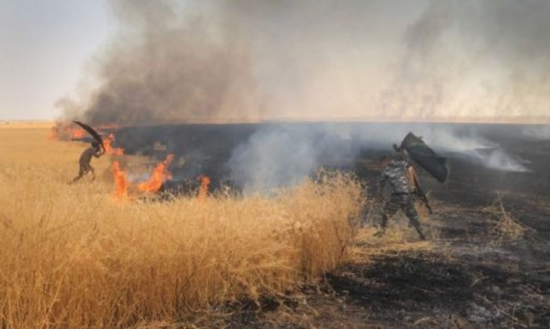 Wheat, Barley Crops Targeted By Rebels’ Arson In NE Syria: Report