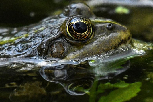 Fossil of 2 million year old frog found in Argentina
