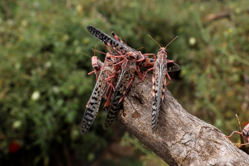 Swarms of locusts devastate parts of northern Kenya