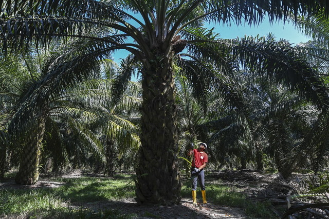 India Imports 422,383 Tonnes Of Palm Oil From Malaysia In December