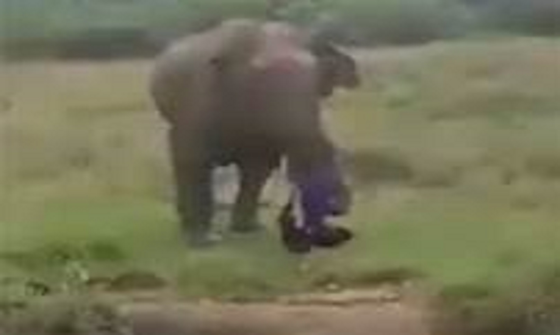 Elephant Tramples Man To Death In South Thailand