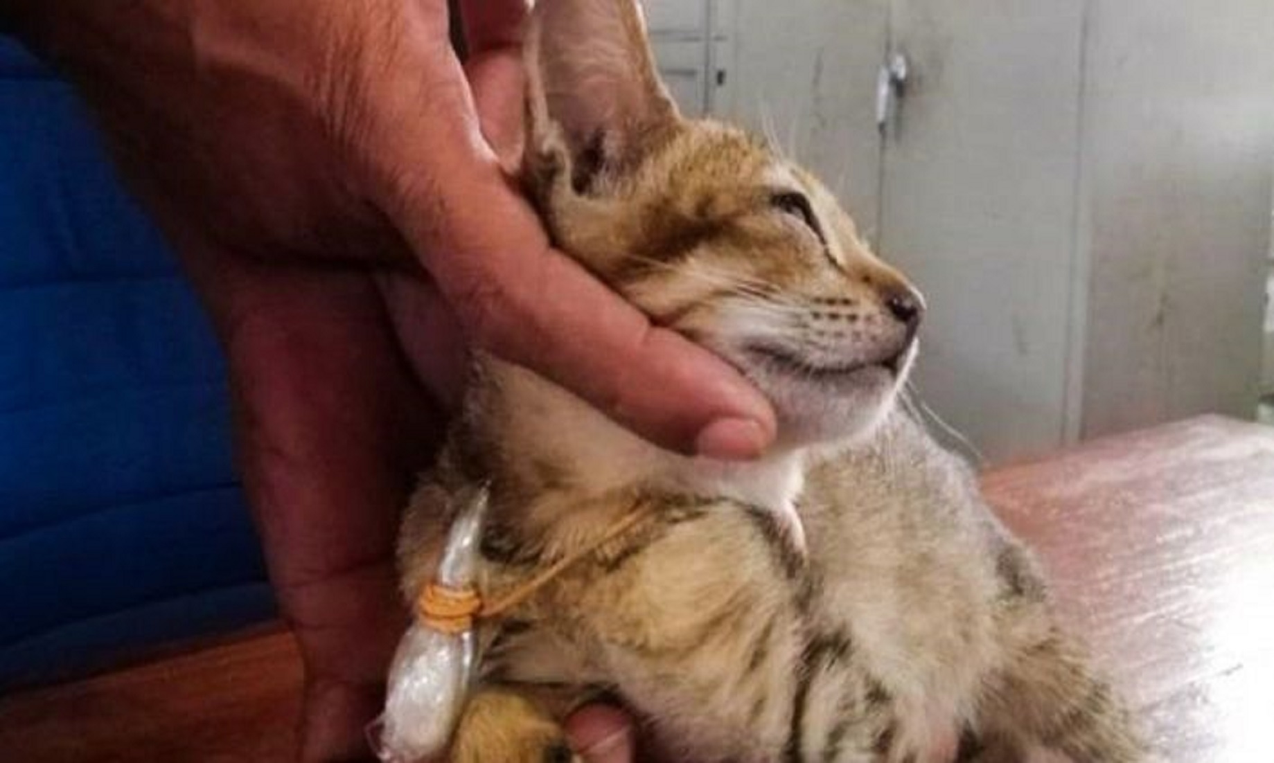 Drug Smuggling Cat Escapes From Sri Lankan Prison