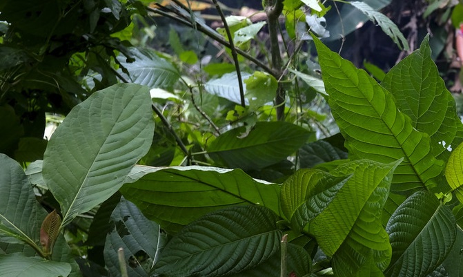 MMEA foils bid to smuggle  450 kg of ketum leaves in Perlis