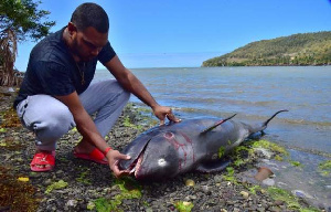 Mauritius bans fish sales from polluted lagoon
