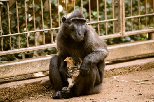 Prague Zoo shuts exhibit to protect primates from Indonesia