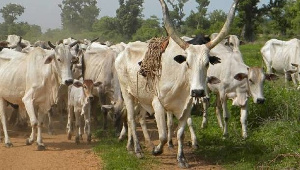 Nigeria: Fulani herdsman, 65 cows arrested for destroying farms
