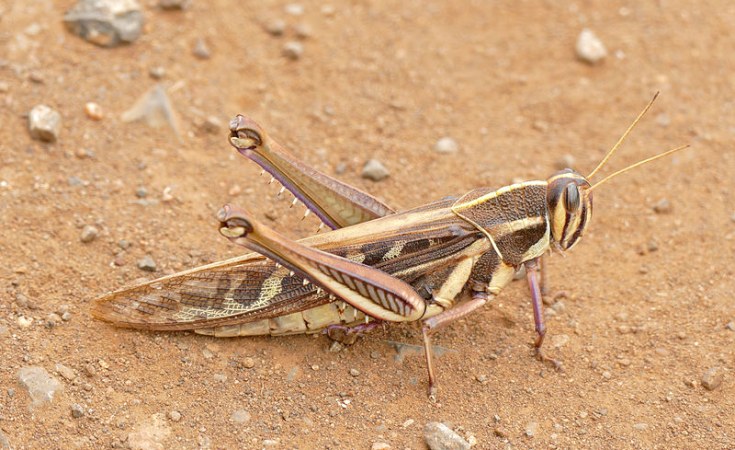 Southern Africa fights against locust invasion as millions pushed to the brink