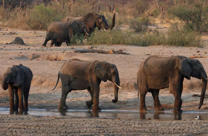 Zimbabwe suspects elephants died from bacterial infection